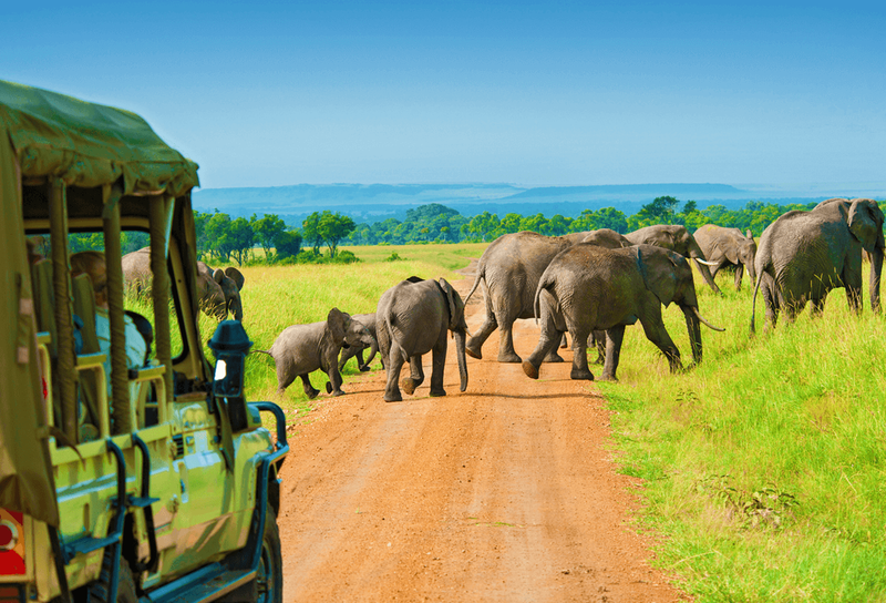 Elephants on Safari, Tanzania