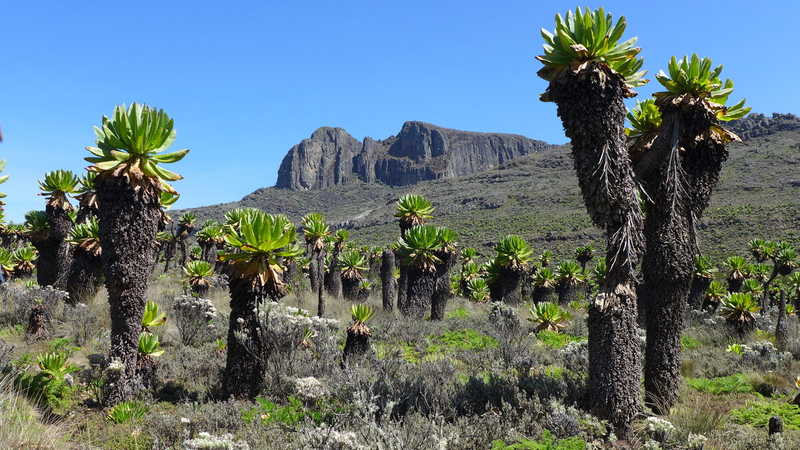 The slopes of Mount Elgon in Uganda