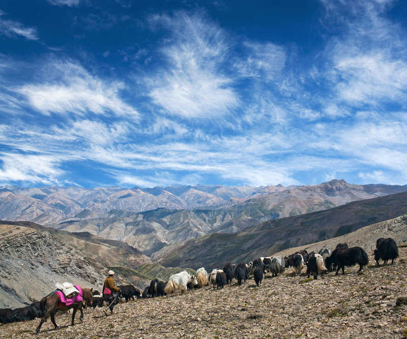 Tibetan nomad and caravan of yaks