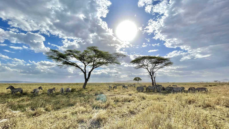 Zebras in the Serengeti