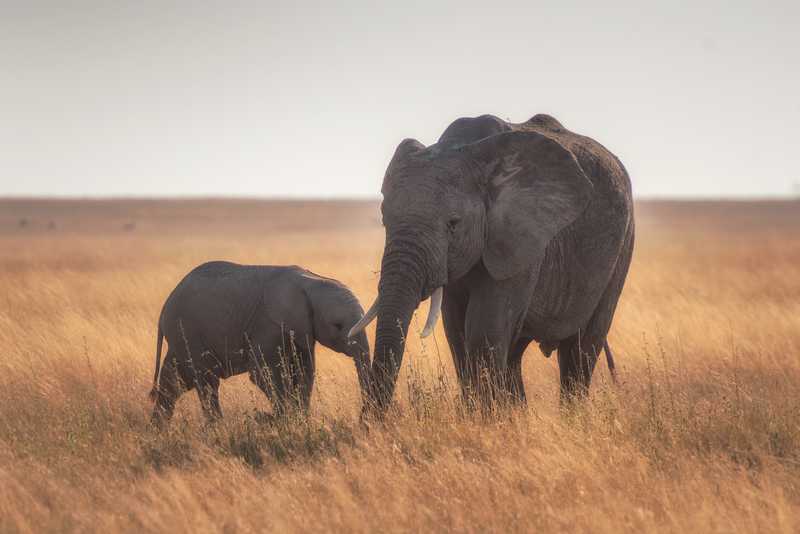 Elephant in the Serengeti National Park