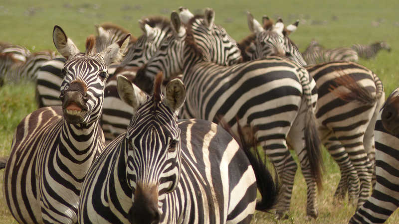 Zebras in the Serengeti National Park